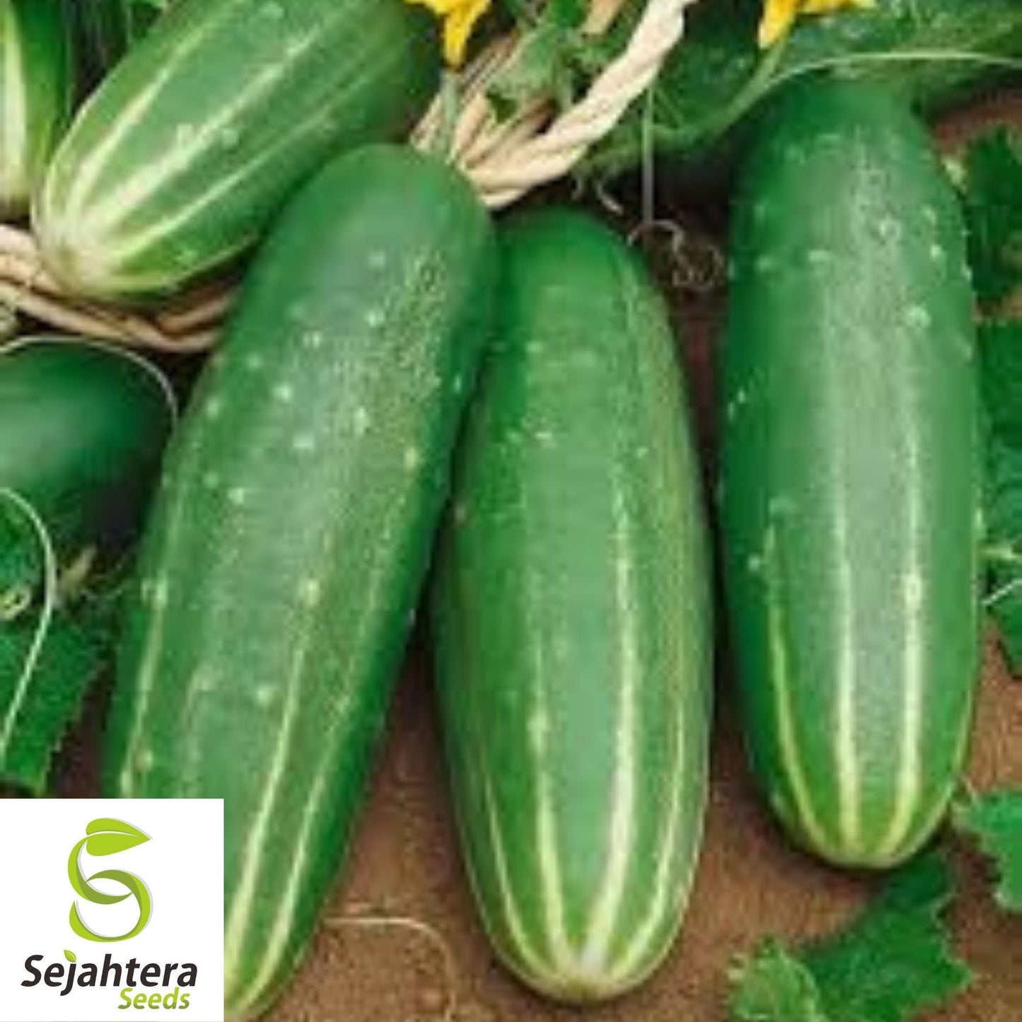 Straight Eight Cucumber Seeds 60+ | NON-GMO Heirloom Vegetable Garden USA