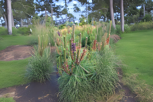 Japanese Pine (Pinus densiflora)