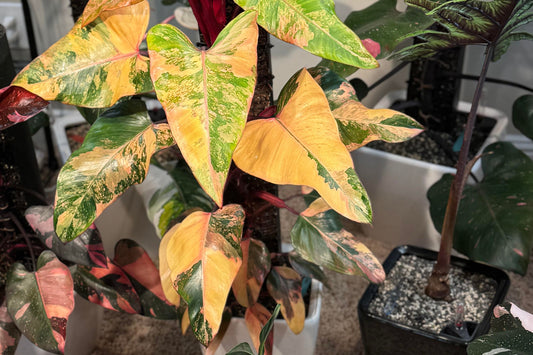 Philodendron Strawberry Shake 6" Pot - Colorful Variegated Foliage, Heart-Shaped Leaves, Rare Houseplant, Philodendron strain.