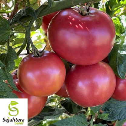 Eva Purple Ball Tomato Seeds 50 Ct | Heirloom Indeterminate NON-GMO USA