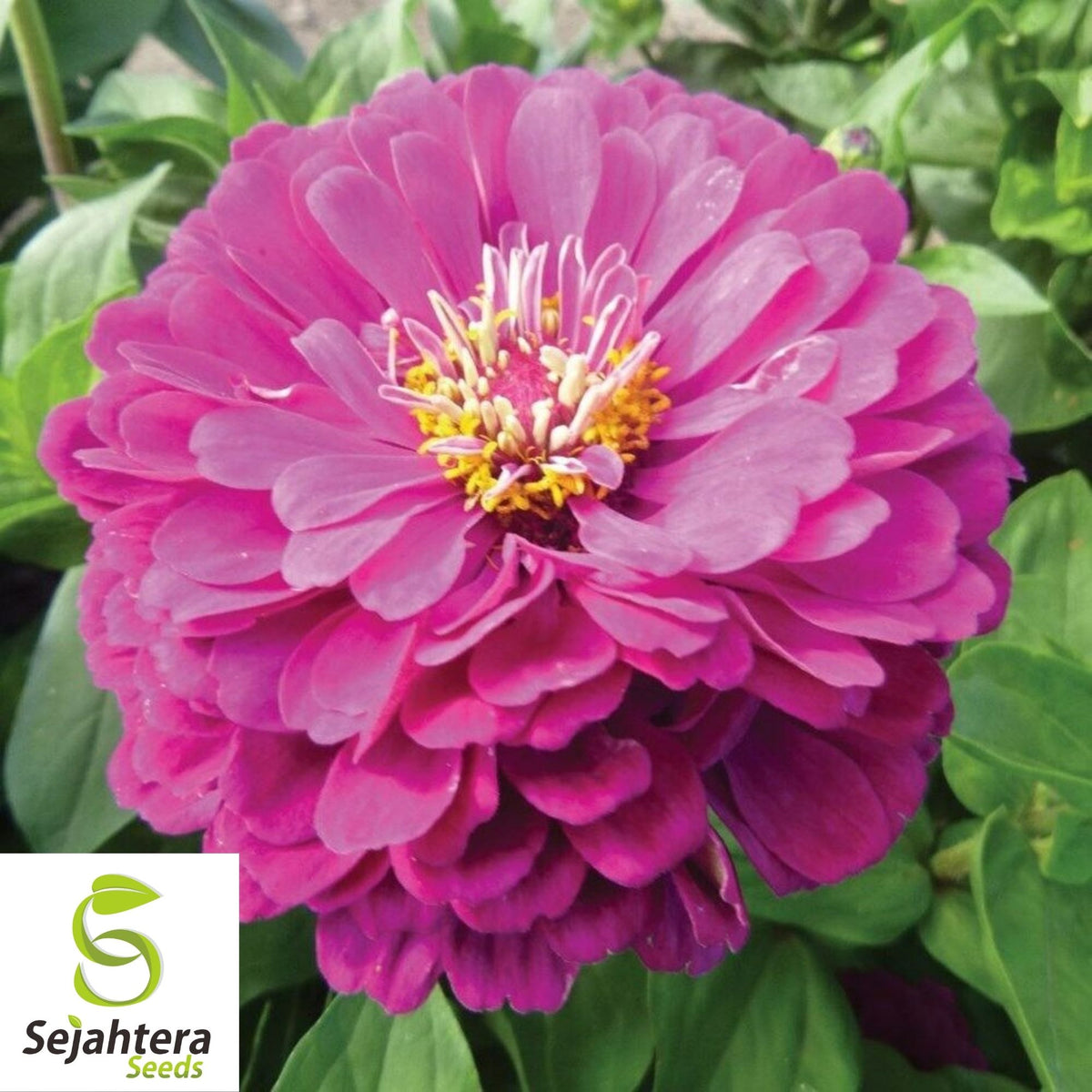 Purple Zinnia Seeds 100+ | Purple Prince Zinnia Elegans Flowers NON-GMO USA