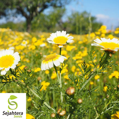 Garland Daisy Seeds 200+ | Chrysanthemum Annual Yellow White Flowers USA