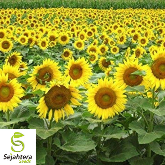 Black Oil Sunflower Seeds - 50+ Heirloom - Non-GMO - High Yield & Fresh