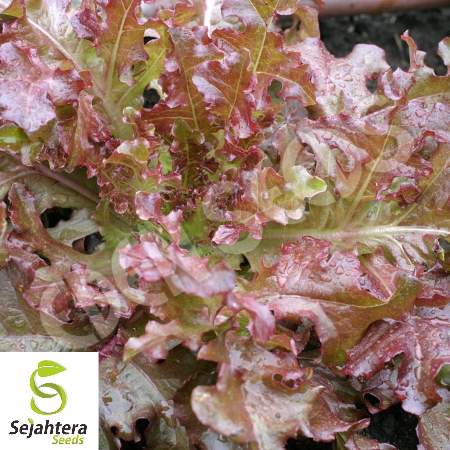 1000 Salad Bowl Lettuce Seeds - Non-GMO, Tender & Heirloom Leaf Variety