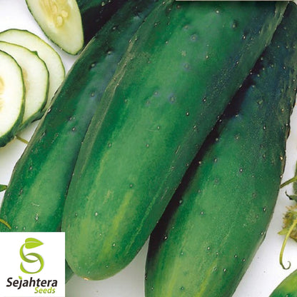 Straight Eight Cucumber Seeds 60+ | NON-GMO Heirloom Vegetable Garden USA