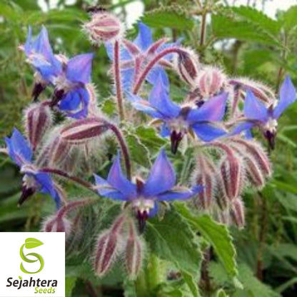Borage Herb Seeds - 100+ Heirloom, Non-GMO, Pest Repellent & Fresh