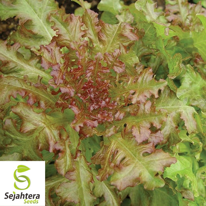 1000 Salad Bowl Lettuce Seeds - Non-GMO, Tender & Heirloom Leaf Variety