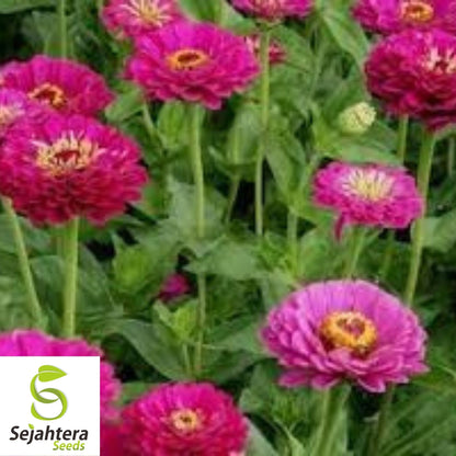 Purple Zinnia Seeds 100+ | Purple Prince Zinnia Elegans Flowers NON-GMO USA