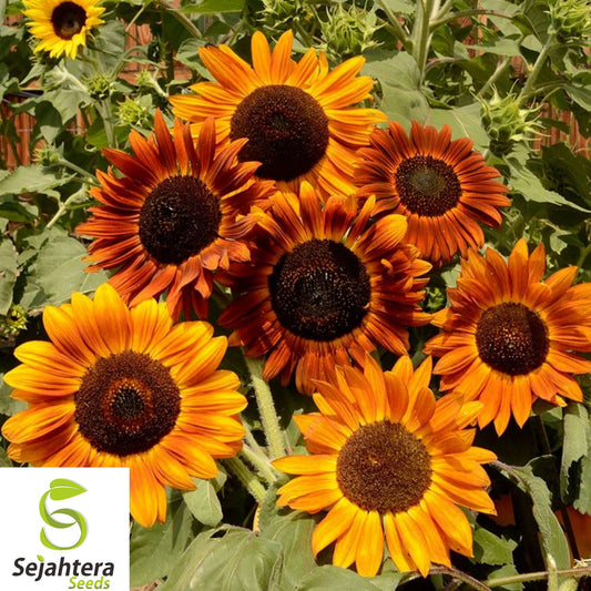 100+ Earthwalker Sunflower Seeds - Heirloom, Non-GMO, Colorful & Rare Variety