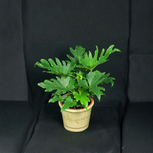 Philodendron Selloum – Thaumatophyllum bipinnatifidum Live Tropical Plant | 1 Foot Tall | Ships in 6” Pot  Large Split Leaves | Non-Climbing Variety | Indoor or Outdoor Plant