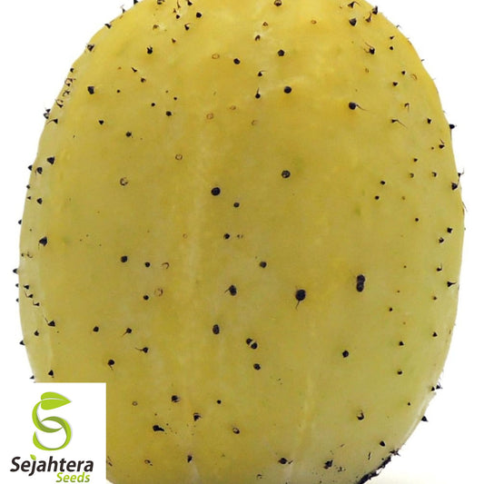 50+ Lemon Cucumber Seeds - Heirloom, Organic, Non-GMO, Rare & Sweetly Crisp