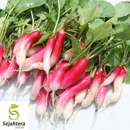 China Rose Radish Seeds 250 Ct | Sprouting Vegetable & Microgreen USA