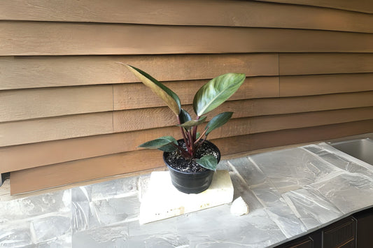 Philodendron Congo Rojo 9" Pot Plant - Vibrant Red Stems & Amber Green Foliage - Ideal Indoor Houseplant - Philodendron sp.