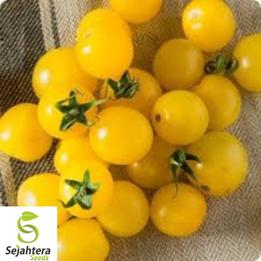 10+ Gold Nugget Cherry Tomato Seeds - Heirloom, Organic, Non-GMO, Supersweet