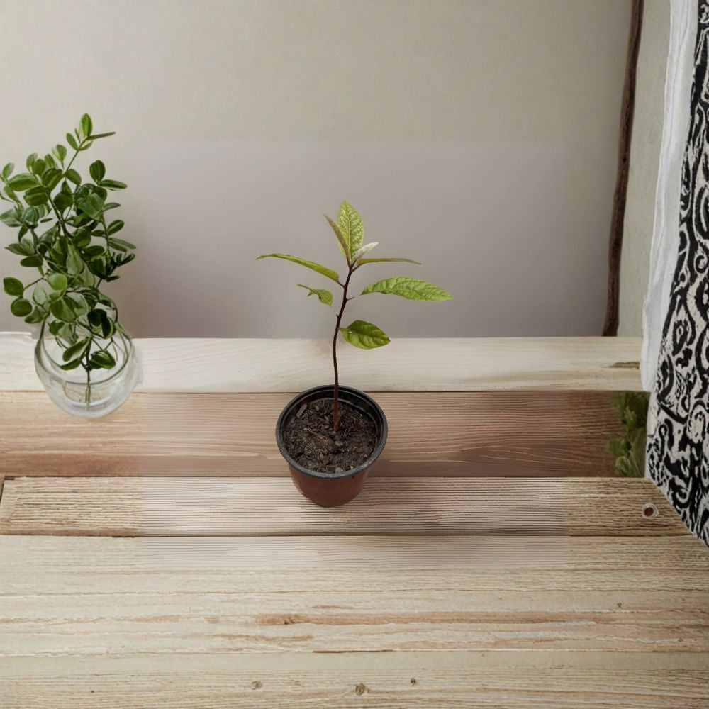 Avocado Tree – Persea americana Live Seedling | 10 Inches Tall | Includes Nursery Pot  Compact Fruit Starter | Patio & Indoor Friendly | Easy to Grow