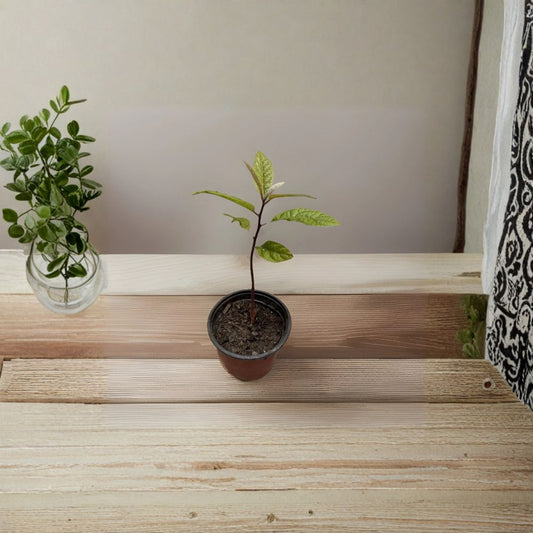 Avocado Tree – Persea americana Live Seedling | 10 Inches Tall | Includes Nursery Pot  Compact Fruit Starter | Patio & Indoor Friendly | Easy to Grow