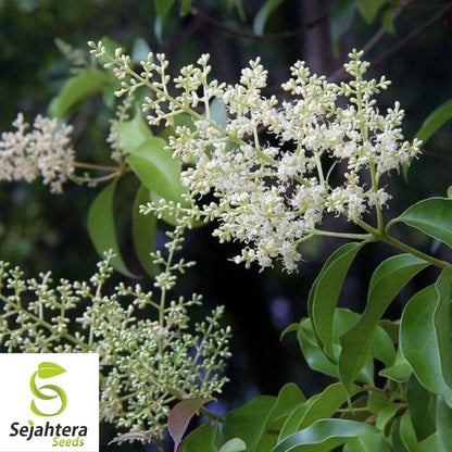Glossy Privet Seeds {Ligustrum lucidum} 10 Pre-Stratified Seeds