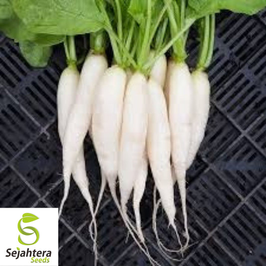 White Icicle Radish Seeds - 50+ Heirloom, Organic, Non-GMO, Fresh & Rare