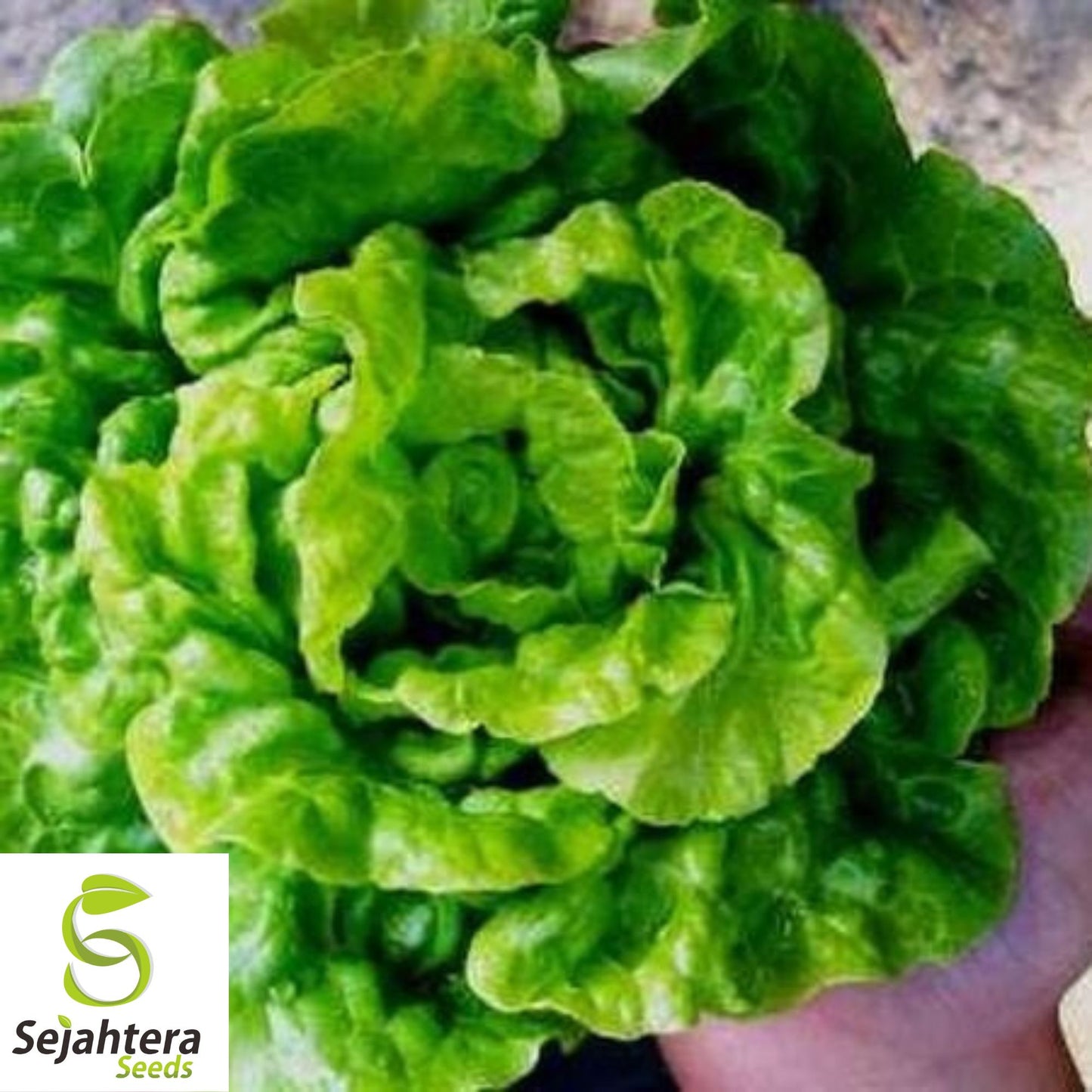 1000 Little Gem Lettuce Seeds - Non-GMO, Compact & Crisp Greens