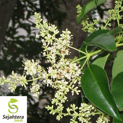 Glossy Privet Seeds {Ligustrum lucidum} 10 Pre-Stratified Seeds