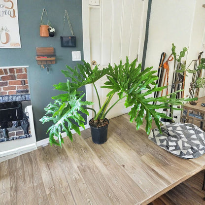Philodendron Selloum – Thaumatophyllum bipinnatifidum Live Tropical Plant | 1 Foot Tall | Ships in 6” Pot  Large Split Leaves | Non-Climbing Variety | Indoor or Outdoor Plant