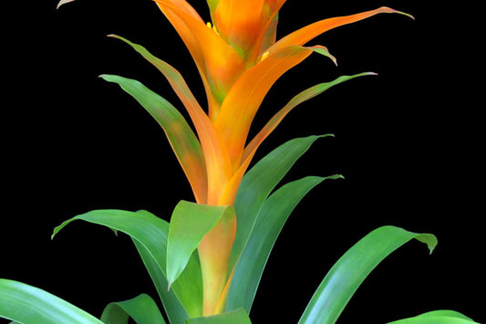 Bromeliad Guzmania Hasta La Vista Plant - 6 Inch Pot - Bright Yellow/Orange Flowers - Guzmania Hasta La Vista