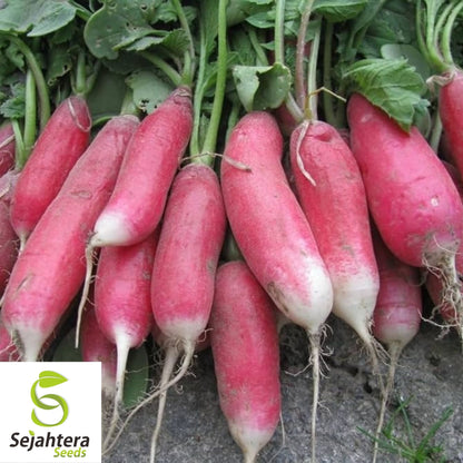 China Rose Radish Seeds 250 Ct | Sprouting Vegetable & Microgreen USA