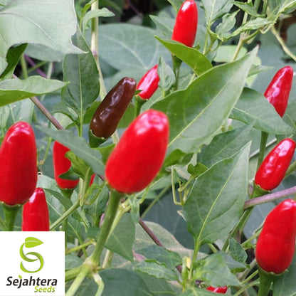 25 Early Jalapeno Pepper Seeds - Non-GMO, Mild & Early-Maturing Variety