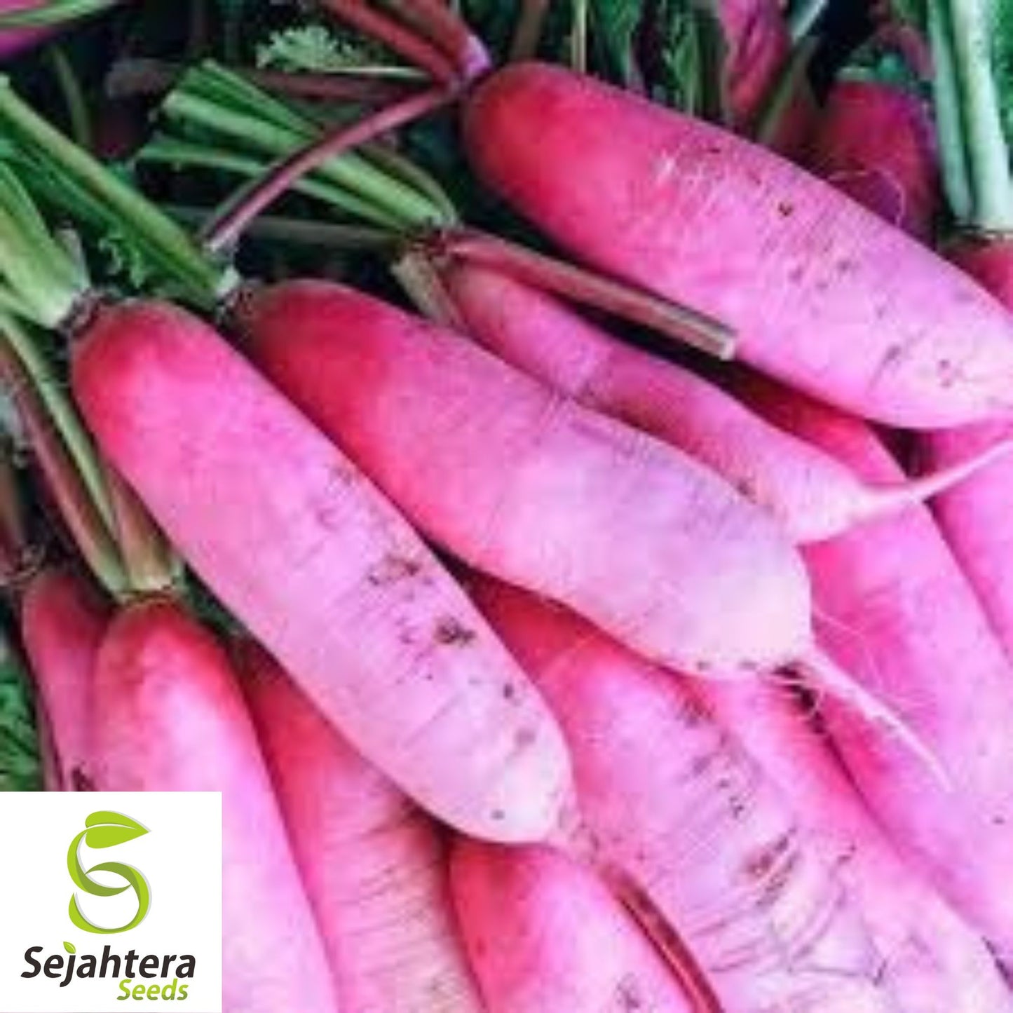 200 Pink Summercicle Radish Seeds - Raphanus Sativus, Non-GMO Vegetable