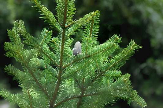 Nikko Fir (Abies homolepis)