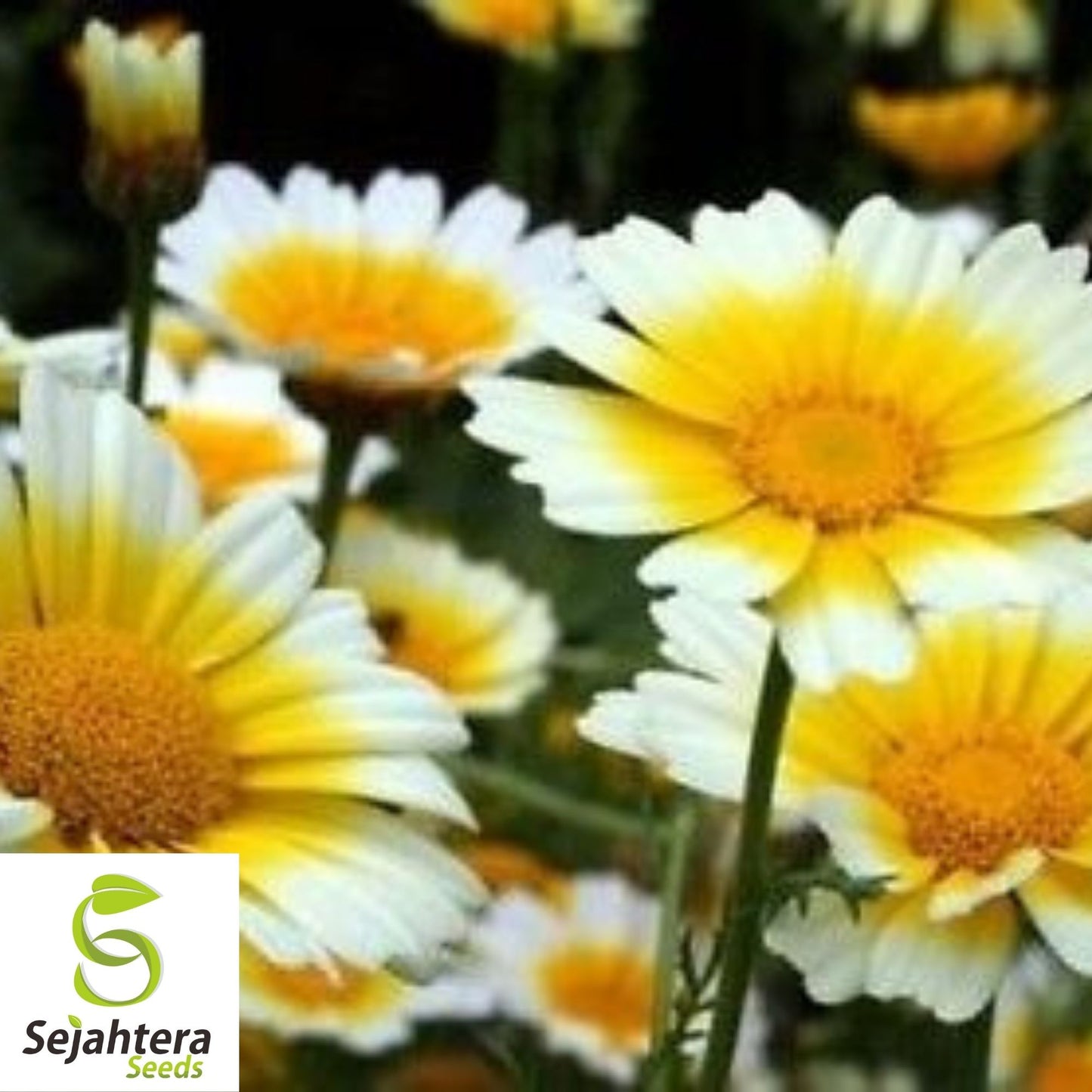 Garland Daisy Seeds 200+ | Chrysanthemum Annual Yellow White Flowers USA