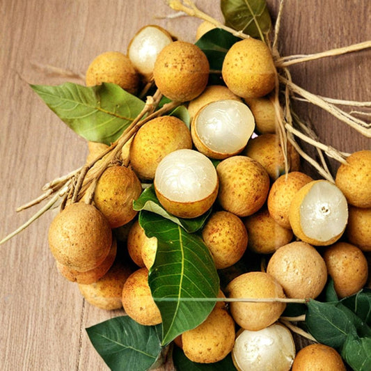 Longan Tree – Dimocarpus longan Live Air-Layered Plant | 2 Feet Tall | Ships in 3 Gallon Pot  Tropical Fruit Tree | Early Heavy Producer | Patio & Backyard Friendly