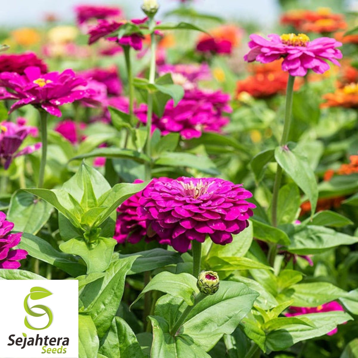 Purple Zinnia Seeds 100+ | Purple Prince Zinnia Elegans Flowers NON-GMO USA