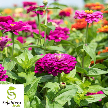 Purple Zinnia Seeds 100+ | Purple Prince Zinnia Elegans Flowers NON-GMO USA