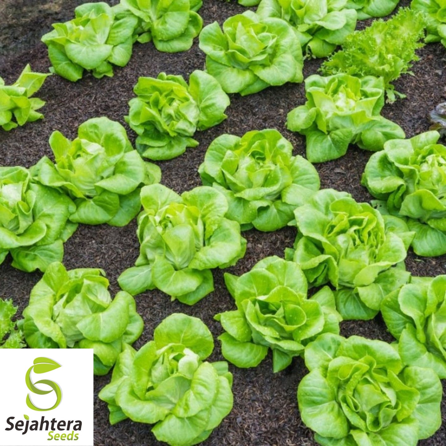 1000 Little Gem Lettuce Seeds - Non-GMO, Compact & Crisp Greens