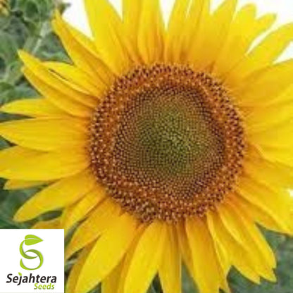 Black Oil Sunflower Seeds - 50+ Heirloom - Non-GMO - High Yield & Fresh