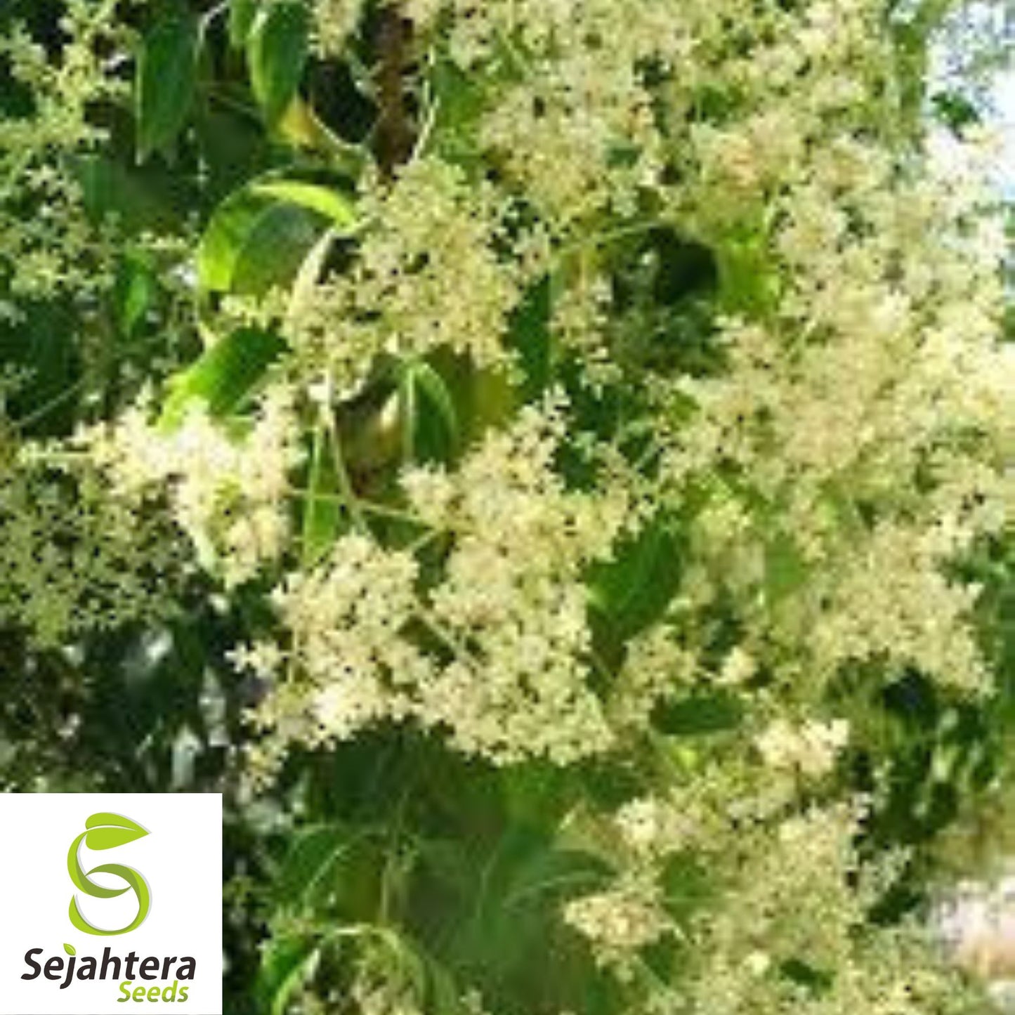 Glossy Privet Seeds {Ligustrum lucidum} 10 Pre-Stratified Seeds