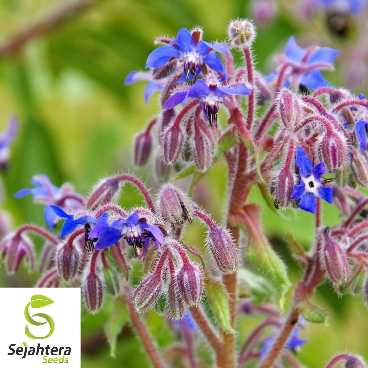 Borage Herb Seeds - 100+ Heirloom, Non-GMO, Pest Repellent & Fresh