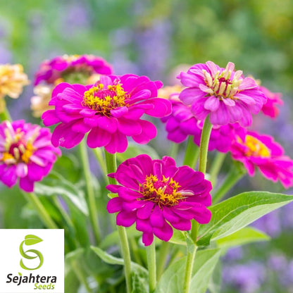 Purple Zinnia Seeds 100+ | Purple Prince Zinnia Elegans Flowers NON-GMO USA