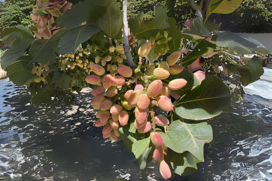 Pistachio Pistachio Nut (Pistacia vera)