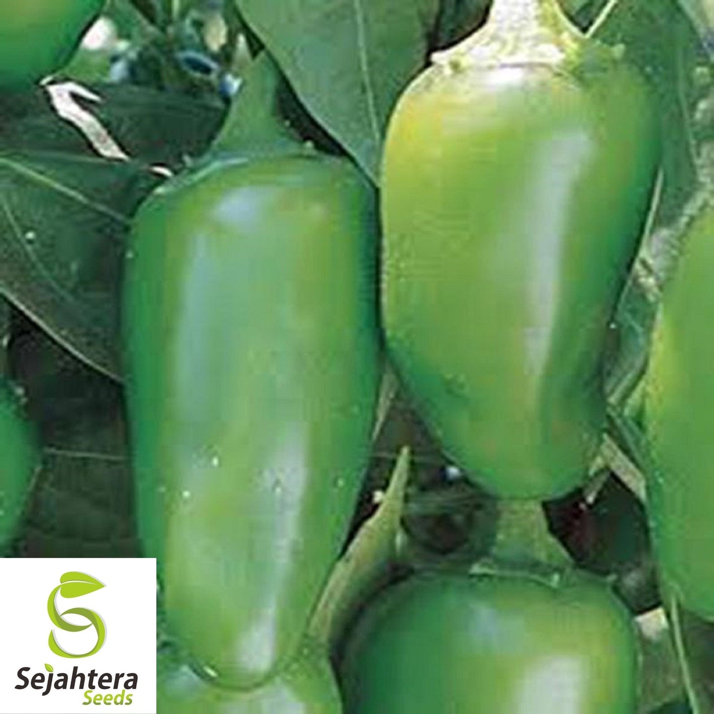 Jalapeño Early Hot Pepper Seeds 100+ | Heirloom Vegetable NON-GMO USA