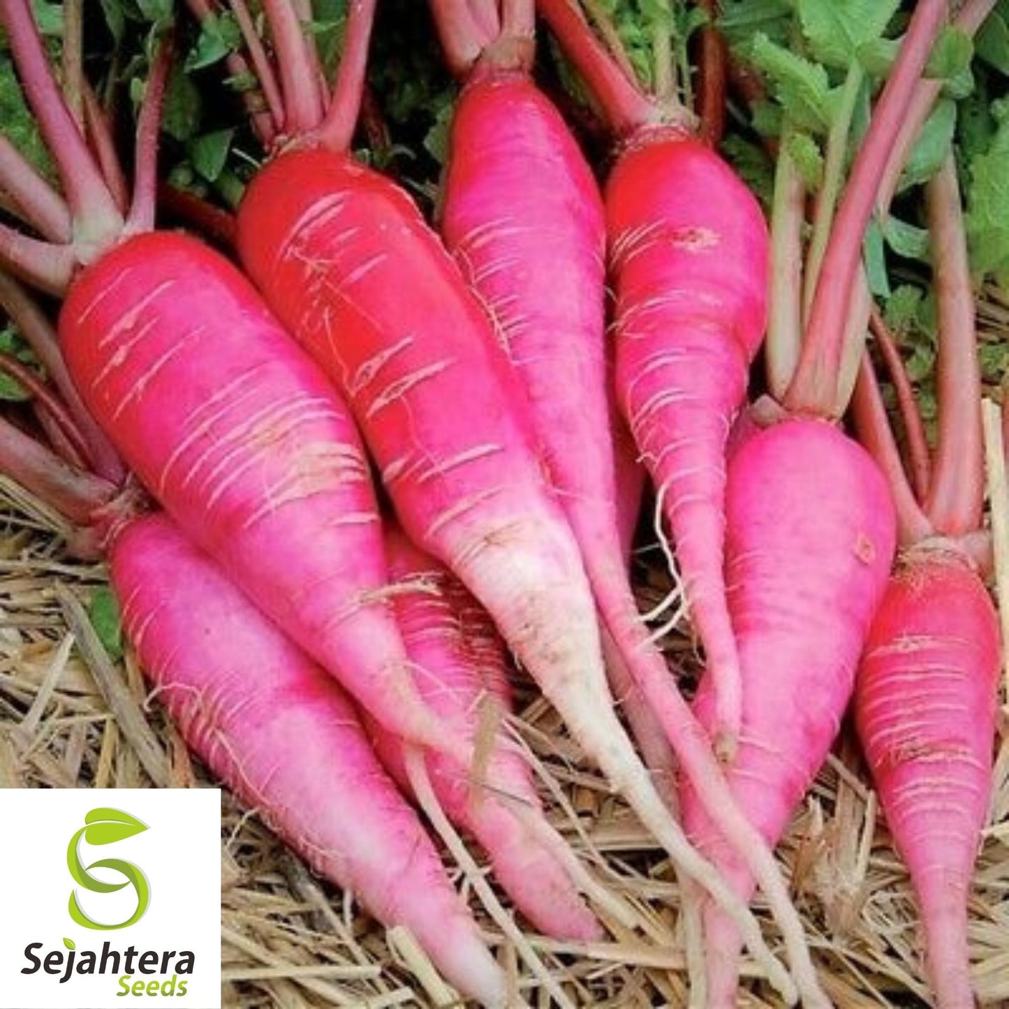 China Rose Radish Seeds 250 Ct | Sprouting Vegetable & Microgreen USA