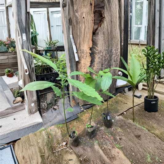 Hass Avocado Tree – Persea americana 1 Year Old Seedling | 14–20 Inches Tall | Includes Container  Live Plant in Pot | Non-Grafted | Ready to Transplant