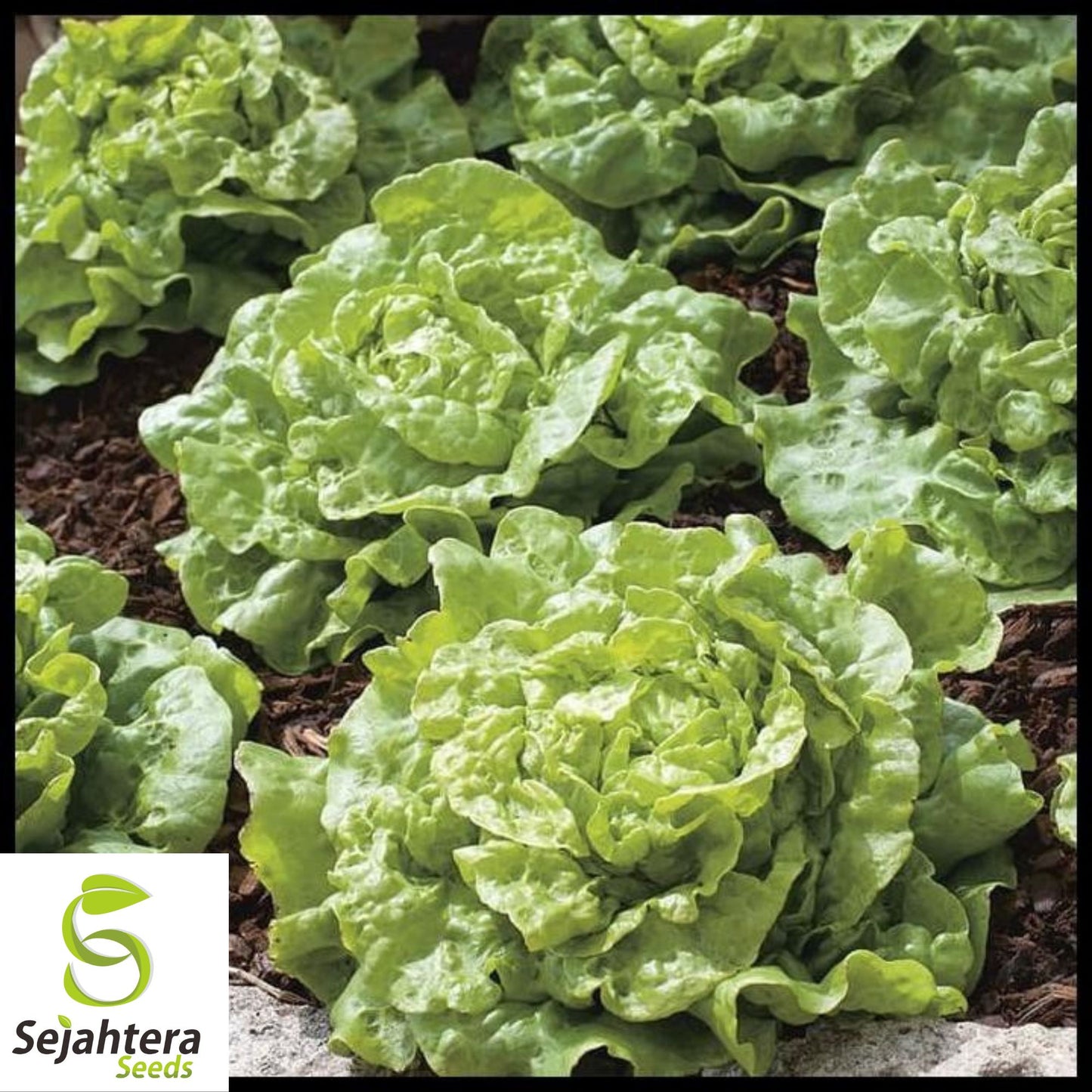 1000 Little Gem Lettuce Seeds - Non-GMO, Compact & Crisp Greens