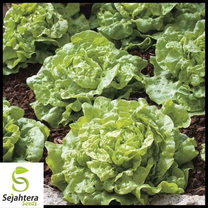 1000 Little Gem Lettuce Seeds - Non-GMO, Compact & Crisp Greens