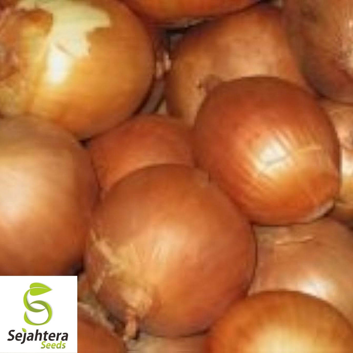 Yellow Spanish Onion Seeds 250+ | Sweet Heirloom NON-GMO Vegetable USA