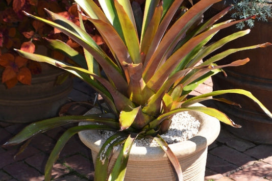 Jungle Book Plant in 9" Pot - Portea with Burgundy & Lime Green Leaves, Bright Coral Berry Bloom - Indoor/Outdoor Care