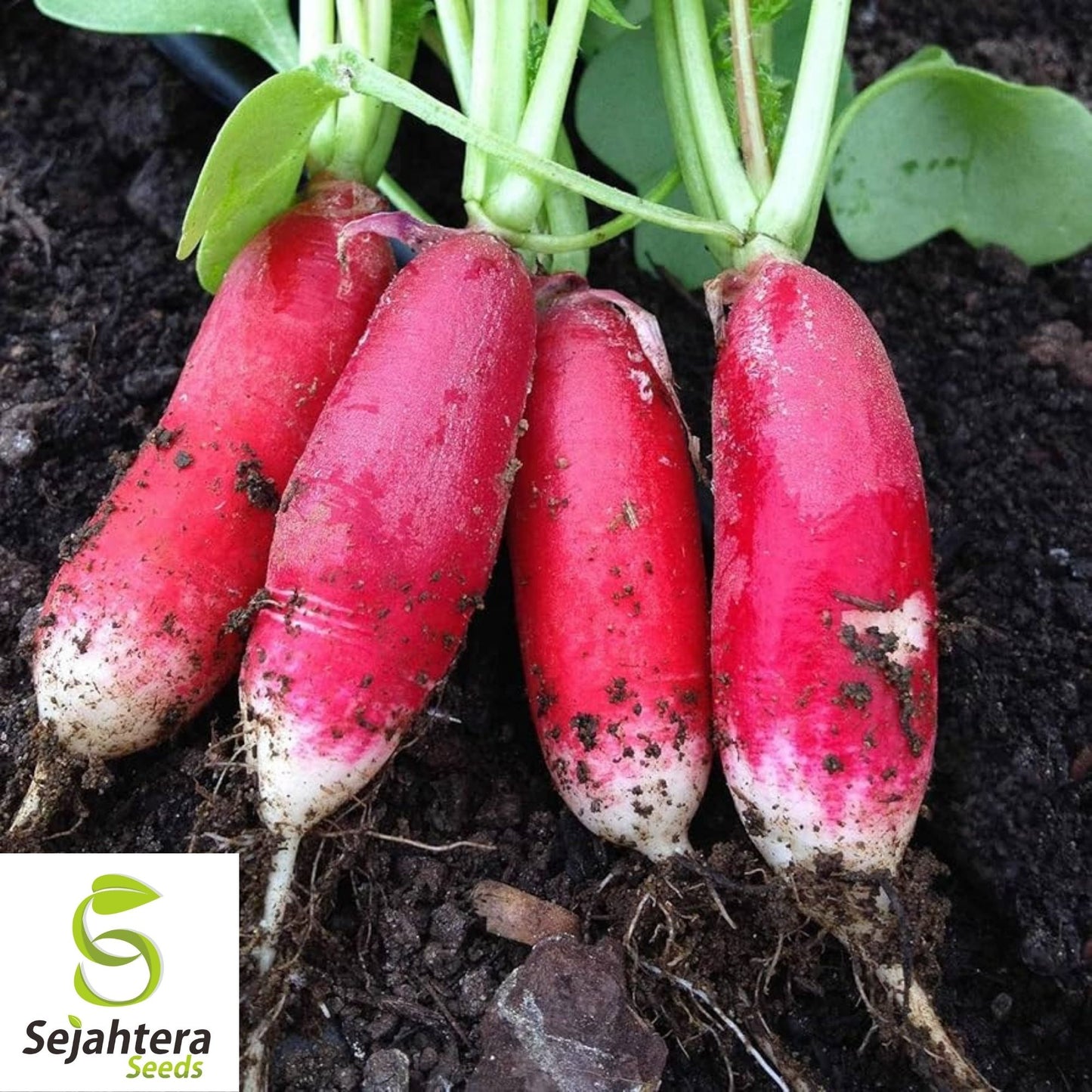 China Rose Radish Seeds 250 Ct | Sprouting Vegetable & Microgreen USA