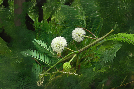 Elephant Ear Guanacaste Monkeysoap (Enterolobium cyclocarpum)
