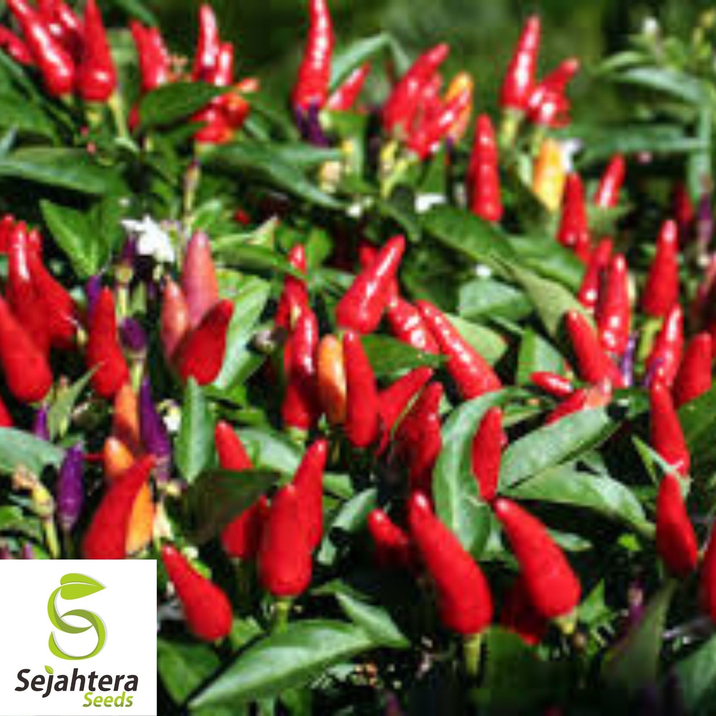 20 Birdseye Pepper Seeds - Non-GMO, Fiery & Compact Variety